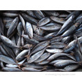 Китайская замороженная рыба-скумбрия 16-20см 20-25см